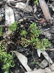 Centipeda cunninghamii