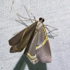 Phrygionis privignaria