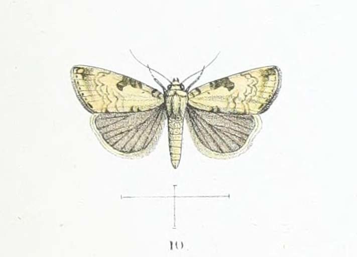 Hiccoda dosaroides