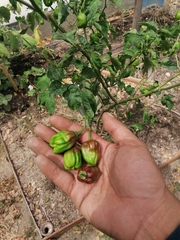 Capsicum chinense