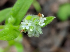 Myosotis macrosperma
