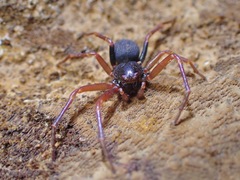 Cebrenninus