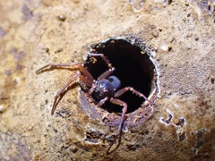 Cebrenninus