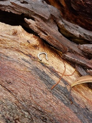 Spirobolellus immigrans