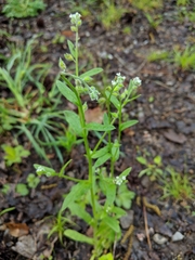 Myosotis macrosperma