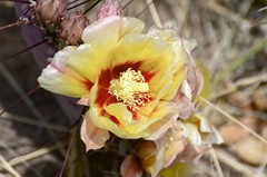 Opuntia azurea