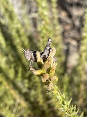 Oedaleonotus phryneicus