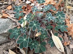 Lupinus huachucanus