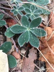 Lupinus huachucanus