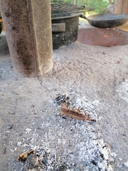 Ancistrocercus circumdatus