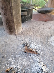 Ancistrocercus circumdatus