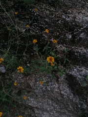 Melampodium linearilobum