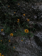 Melampodium linearilobum