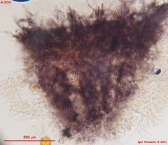 Proliferodiscus pulveraceus