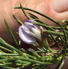 Psoralea diturnerae