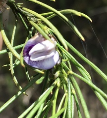 Psoralea diturnerae