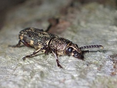 Xylinada