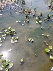 Channa argus
