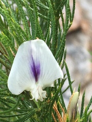 Psoralea kougaensis