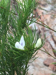 Psoralea kougaensis