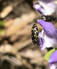 Acmaeodera tubulus