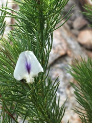 Psoralea kougaensis