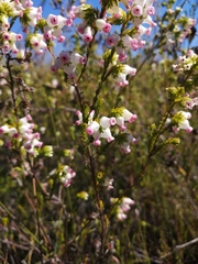 Erica daphniflora daphniflora