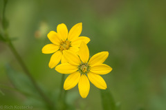 Engelmannia peristenia