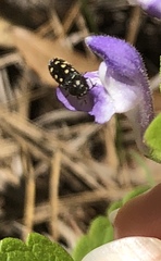Acmaeodera tubulus
