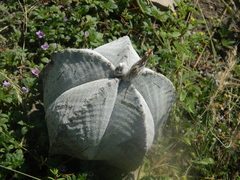 Astrophytum myriostigma