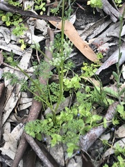 Daucus glochidiatus