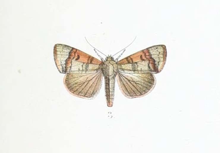Maurilia cervina