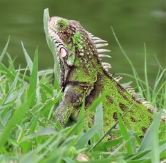 Iguana iguana