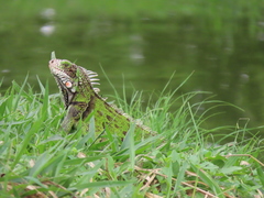 Iguana iguana