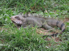 Iguana iguana