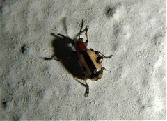 Crioceris paracenthesis