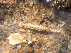 Hypselodoris rudmani
