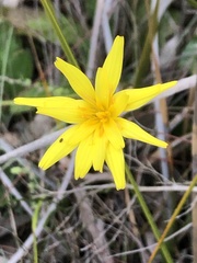 Microseris scapigera