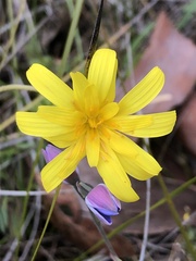 Microseris scapigera