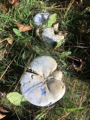 Lactarius indigo