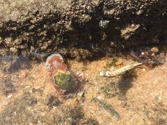 Hypselodoris rudmani
