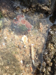 Hypselodoris rudmani