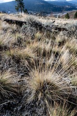 Festuca campestris