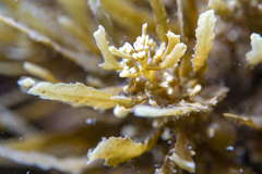 Sargassum spinuligerum
