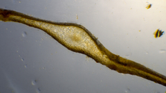 Sargassum spinuligerum