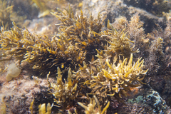 Sargassum spinuligerum