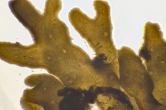 Sargassum spinuligerum