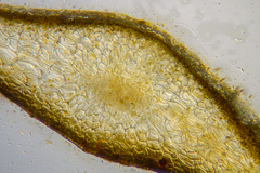 Sargassum spinuligerum