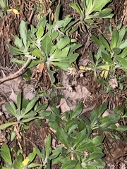Asteroideae