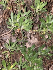 Asteroideae